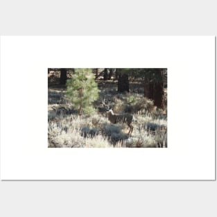 Deer, Wildlife, Mule Deer, Buck, Nature, Gifts Posters and Art